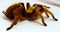 Large Female Texas Tan Tarantula