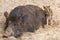 A large female wild boar with offspring sleeps comfortably in the mud