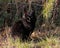A large feral black cat in the woods