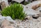 Large Fern Growing in Boulder Field