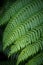 Large fern leaf