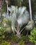 Large Fern Plant