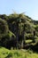 Large fern tree on Sarah Island penal colony over Macquarie Harbor