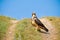 Large Ferruginous Hawk