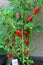 Large fertile plant with red peppers.