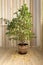 A large ficus of Benjamin. Poor care of indoor flowers. A domestic plant with yellowed fallen leaves.