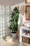 a large ficus plant in a stylish modern interior of a bright, sunny bathroom with