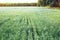 A large field of blooming flax. The concept of natural agriculture