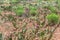 Large Field of Blooming Prickly Pear Cacti