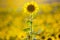 Large field of blooming sunflowers. Agronomy, agriculture