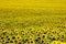 Large field of blooming sunflowers in sunlight. Agronomy, agriculture and botany