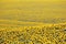 Large field of blooming sunflowers in sunlight. Agronomy, agriculture and botany