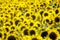 Large field of blooming sunflowers in sunlight. Agronomy, agriculture and botany