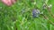 Large field of blueberries. Blueberry bushes outside the forest. Blueberry berry plantation