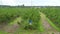 Large field of blueberries. Blueberry bushes outside the forest. Blueberry berry plantation