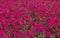 A large field of bright petunias summer day, blurred background