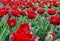 A large field of bright red tulips with green stems