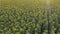 Large field with bright sunflowers aerial view