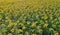 Large field of bright sunflowers, full frame coverage for background