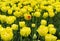 A large field of bright yellow tulips with green stems