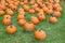 Large field covered with several sizes and shapes of bright orange pumpkins