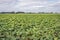 Large field with flowering pumpkin plants