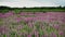 A large field of flowering willow tea tree. There are many pink and purple fuchsia colored plants in the frame. Bright