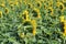 A large field of flowers of sunflowers in the summer in Russia.