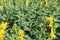 A large field of flowers of sunflowers in the summer in Russia.