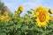 A large field of flowers of sunflowers in the summer in Russia.