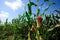 a large field of green corn and a blue sky