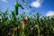 a large field of green corn and a blue sky