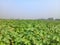 a large field of green plants cotton fields