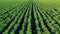 Large field with green plants growing on it in rows