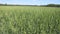 Large field with green spikelets.