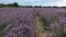 A large field of lavender