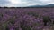 A large field of lavender