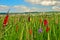 A large field of many colourful gladiolus in front of the blue summer sky in a german landscape