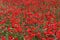 A large field of poppies