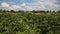 Large field of potato plants in bloom