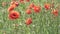 A large field of red poppies with beautiful blooming buds. A wild field of flowers in the countryside.