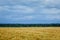 A large field of ripe wheat against the background of the stormy sky.