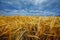 A large field of ripe wheat against the background of the stormy sky.