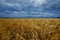 A large field of ripe wheat against the background of the stormy sky