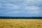 A large field of ripe wheat against the background of the stormy sky. Rural summer landscape