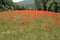 Large field of several thousand flowering poppies