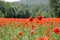 Large field of several thousand flowering poppies