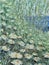 Large field of summer flowers, daisies