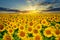 Large field of sunflowers on a background sunset sun