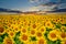 Large field of sunflowers on a background sunset sun